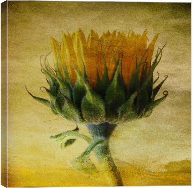 Summer Sunflower Canvas Print by Debra Kelday