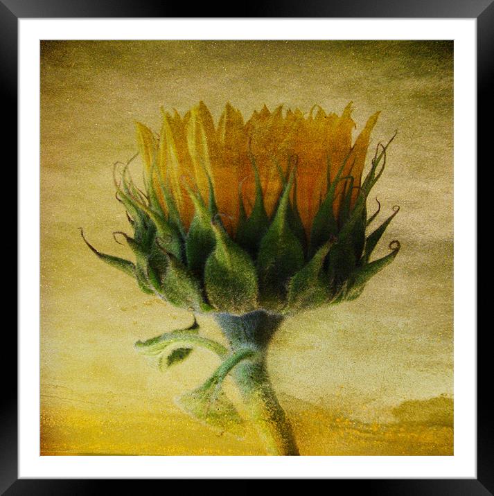 Summer Sunflower Framed Mounted Print by Debra Kelday