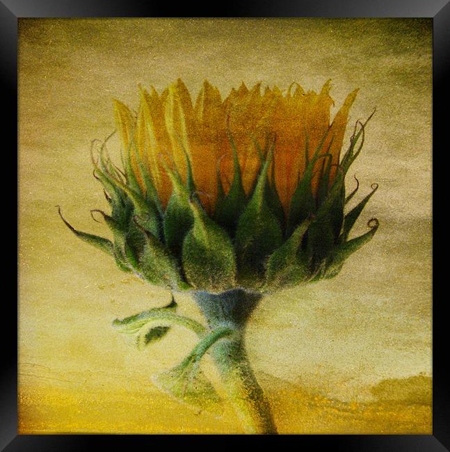 Summer Sunflower Framed Print by Debra Kelday