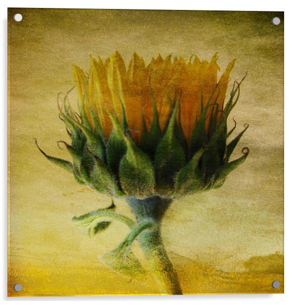 Summer Sunflower Acrylic by Debra Kelday