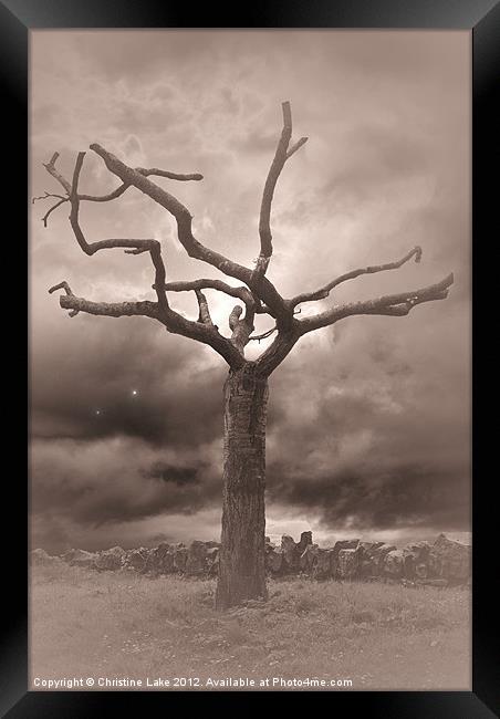 Twilight Tree Framed Print by Christine Lake