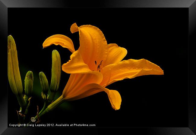 orange lily Framed Print by Craig Lapsley