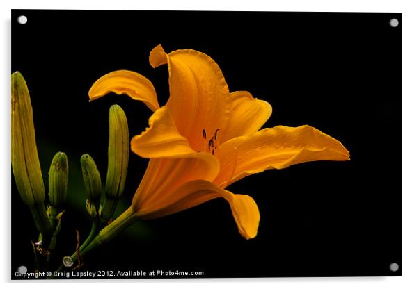 orange lily Acrylic by Craig Lapsley