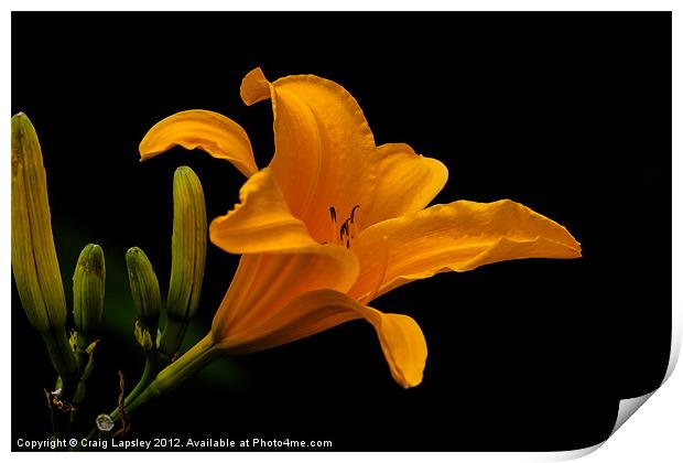 orange lily Print by Craig Lapsley