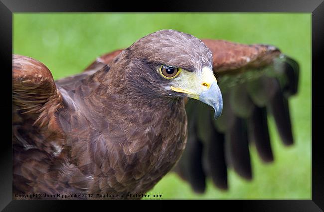 Spreading my wings. Framed Print by John Biggadike