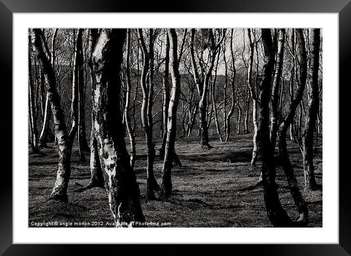 Bolehill Quarry Birch Trees Framed Mounted Print by Angie Morton