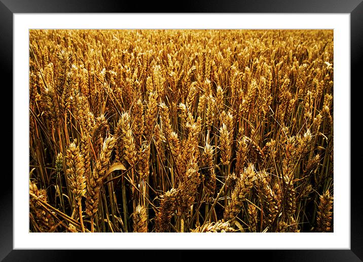 Wheat Field Framed Mounted Print by Roger Green