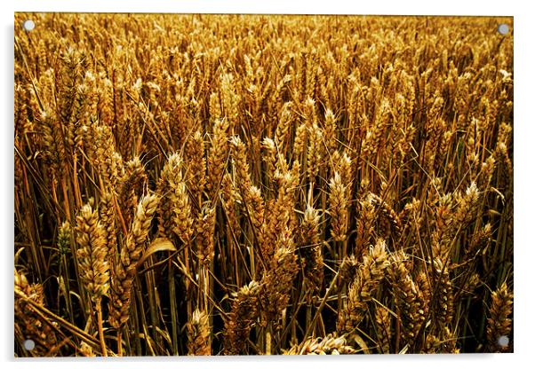 Wheat Field Acrylic by Roger Green