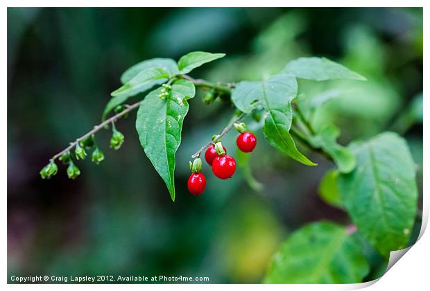 bright red berries Print by Craig Lapsley
