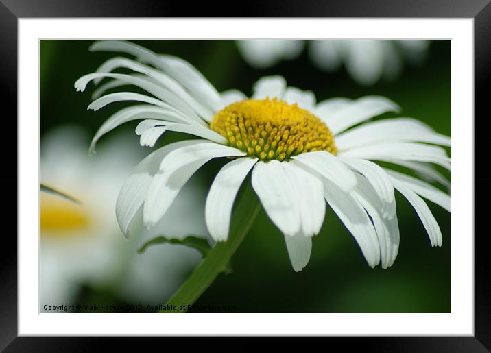 Simply Daisy Framed Mounted Print by Mark Hobson