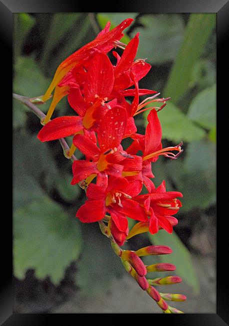 red blooms on a long stem Framed Print by george pinker