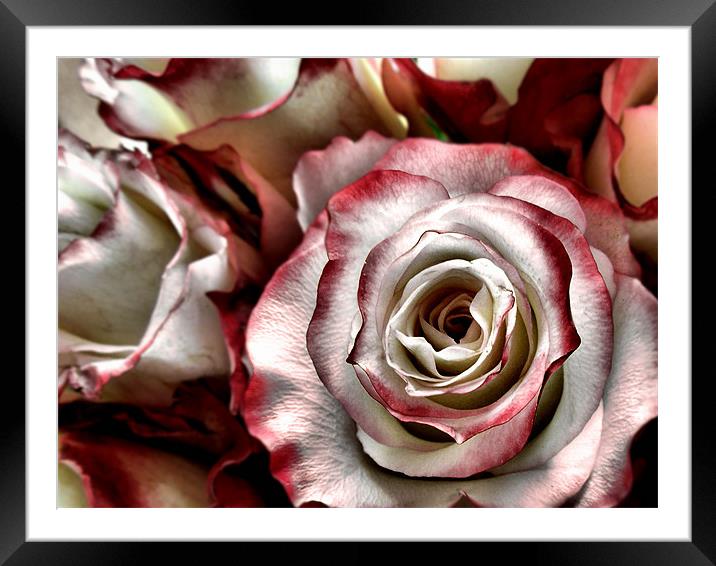 rhapsody of the rose Framed Mounted Print by Heather Newton