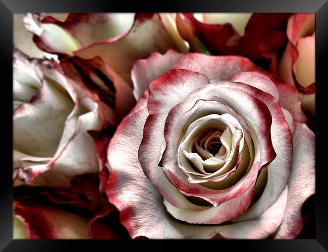 rhapsody of the rose Framed Print by Heather Newton