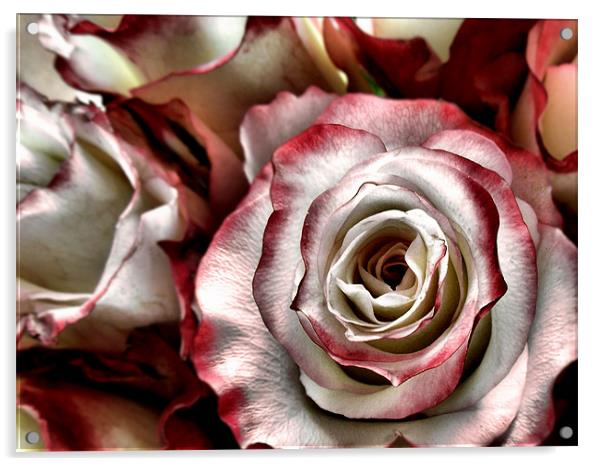 rhapsody of the rose Acrylic by Heather Newton