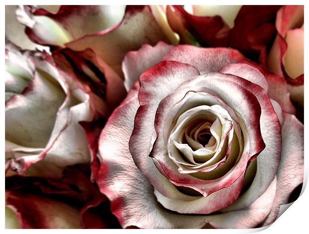 rhapsody of the rose Print by Heather Newton