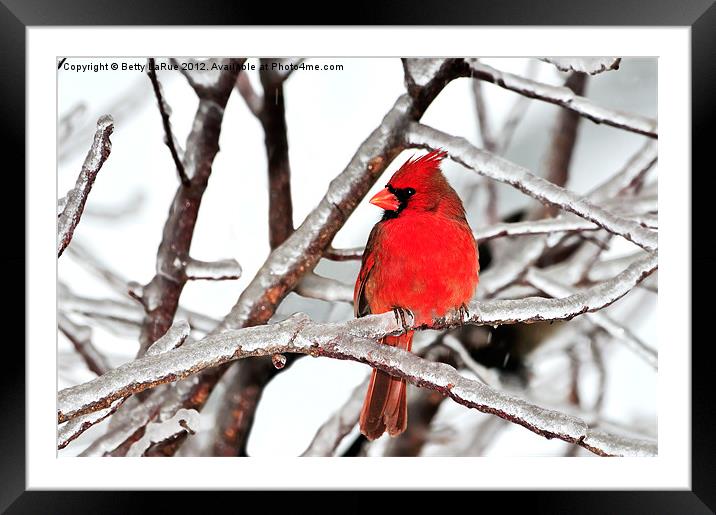 Winter Wonderland Framed Mounted Print by Betty LaRue