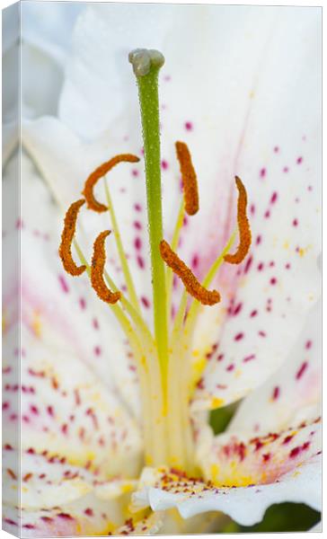 White Lily Canvas Print by Clive Eariss