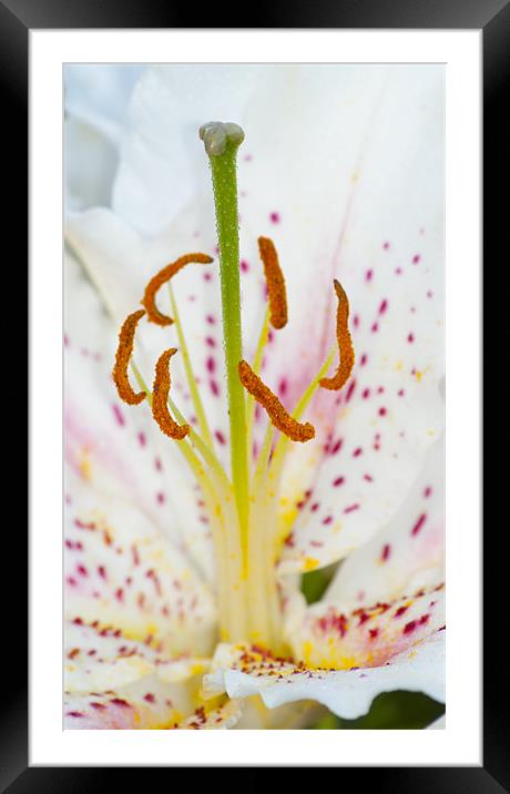 White Lily Framed Mounted Print by Clive Eariss