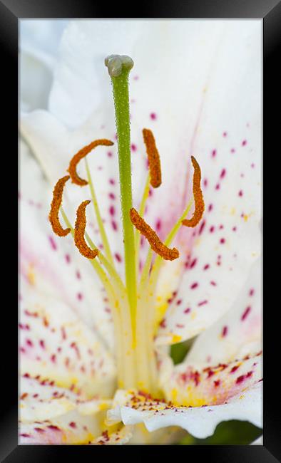 White Lily Framed Print by Clive Eariss