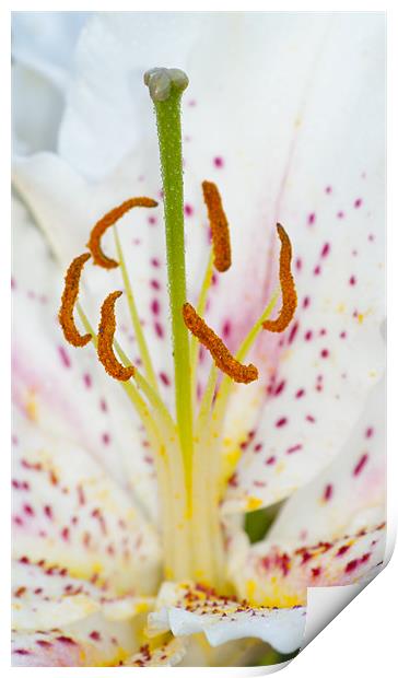 White Lily Print by Clive Eariss