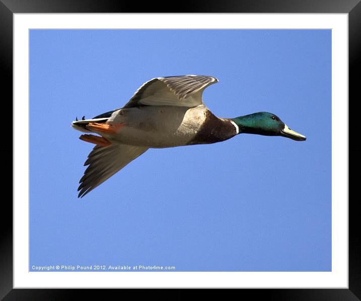 Flying Mallard Duck Framed Mounted Print by Philip Pound
