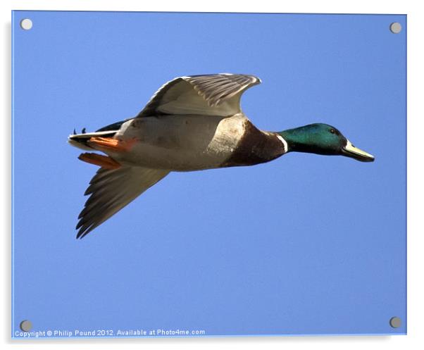 Flying Mallard Duck Acrylic by Philip Pound