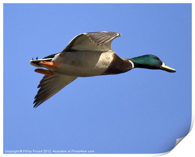 Flying Mallard Duck Print by Philip Pound
