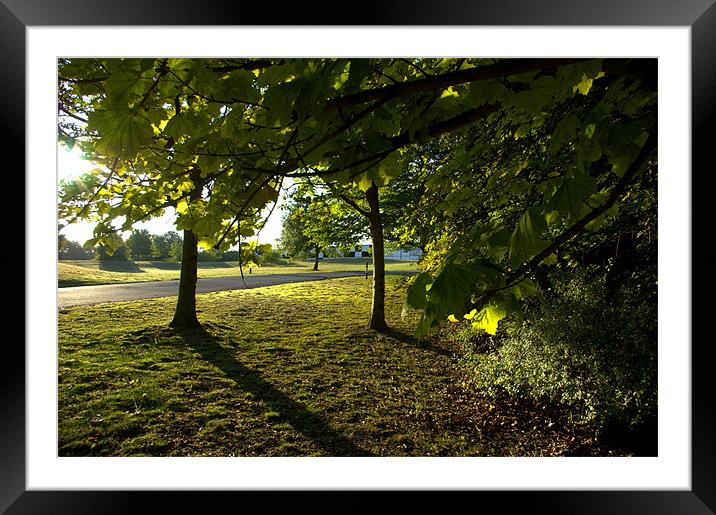 Melbourn woods Framed Mounted Print by John Boekee