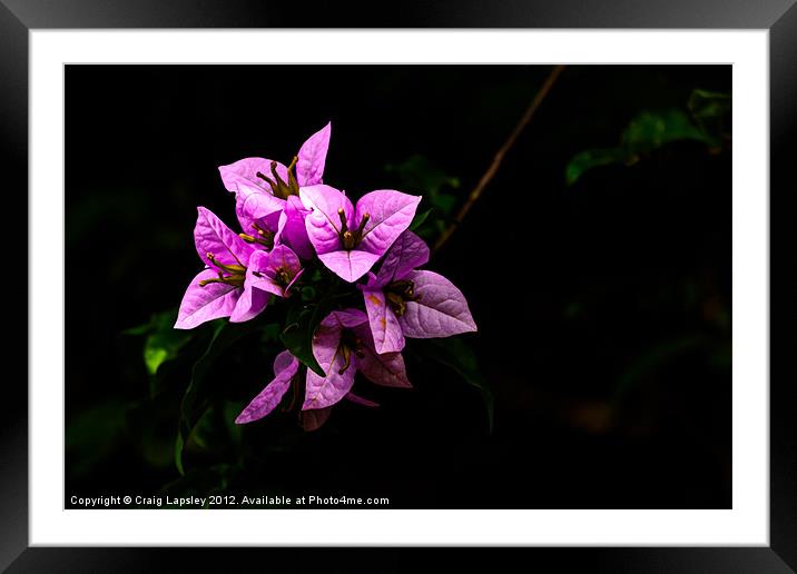 tropical wild flowers Framed Mounted Print by Craig Lapsley