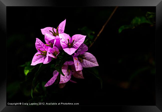 tropical wild flowers Framed Print by Craig Lapsley