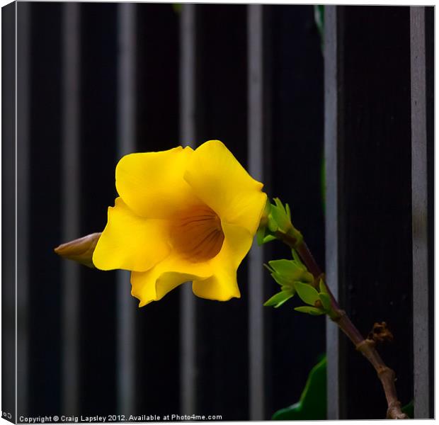 yellow flower escapes Canvas Print by Craig Lapsley