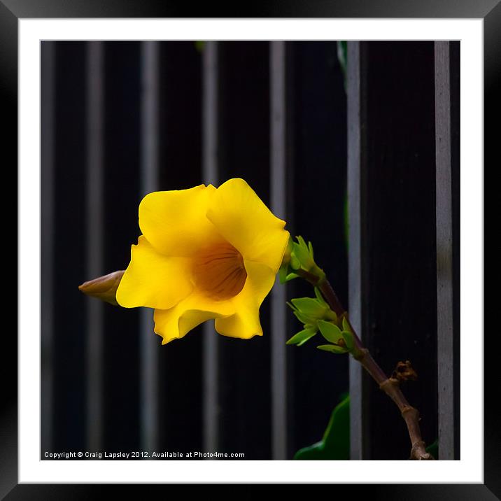 yellow flower escapes Framed Mounted Print by Craig Lapsley