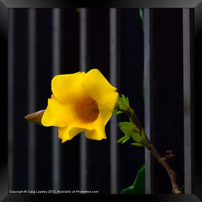 yellow flower escapes Framed Print by Craig Lapsley