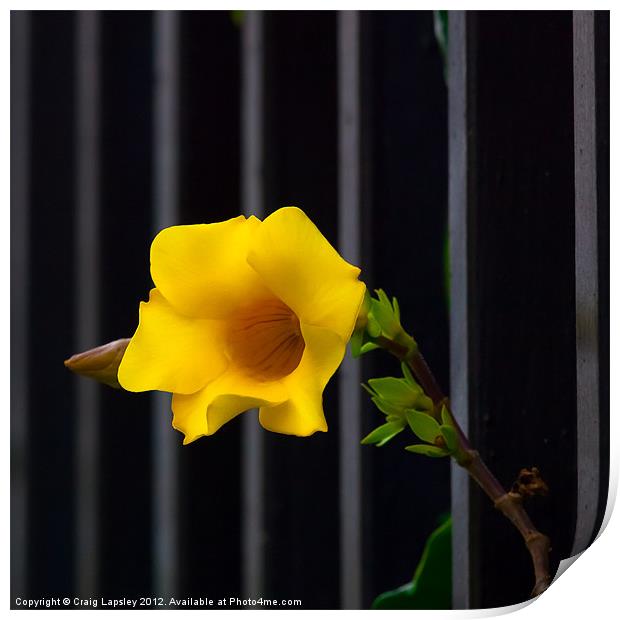 yellow flower escapes Print by Craig Lapsley
