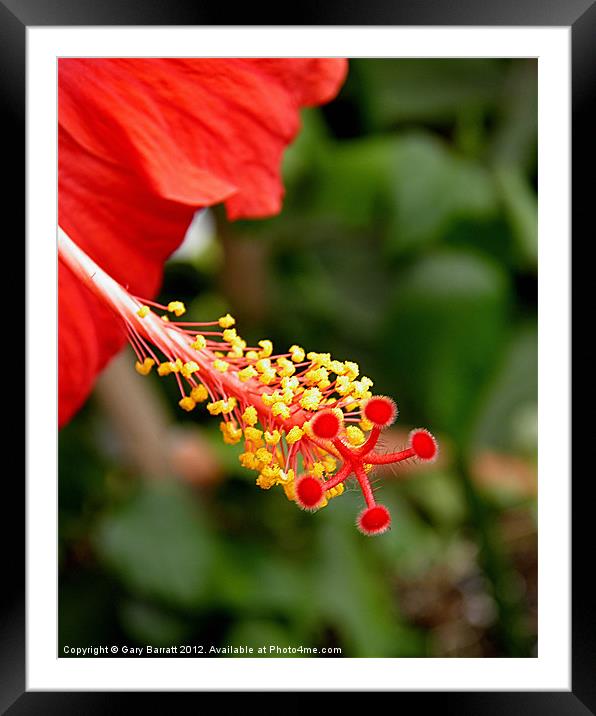 Fireworks Of The Hibiscus Framed Mounted Print by Gary Barratt