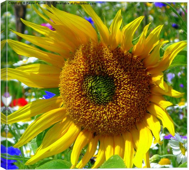 Sunflower unfolds! Canvas Print by Paula Palmer canvas