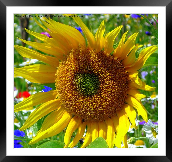 Sunflower unfolds! Framed Mounted Print by Paula Palmer canvas