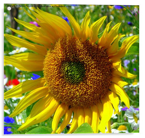 Sunflower unfolds! Acrylic by Paula Palmer canvas