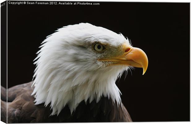 Bald Eagle Haliaeetus leucocephalus Canvas Print by Sean Foreman