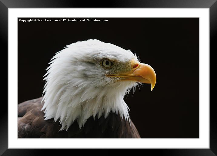 Bald Eagle Haliaeetus leucocephalus Framed Mounted Print by Sean Foreman