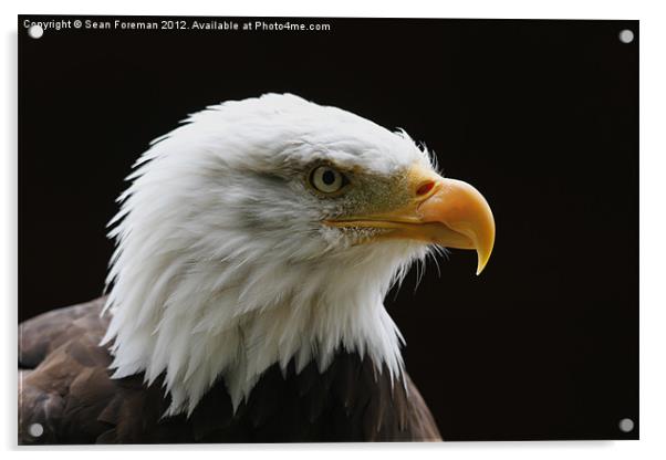 Bald Eagle Haliaeetus leucocephalus Acrylic by Sean Foreman