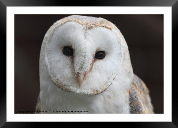 Barn Owl Tyto alba Framed Mounted Print by Sean Foreman