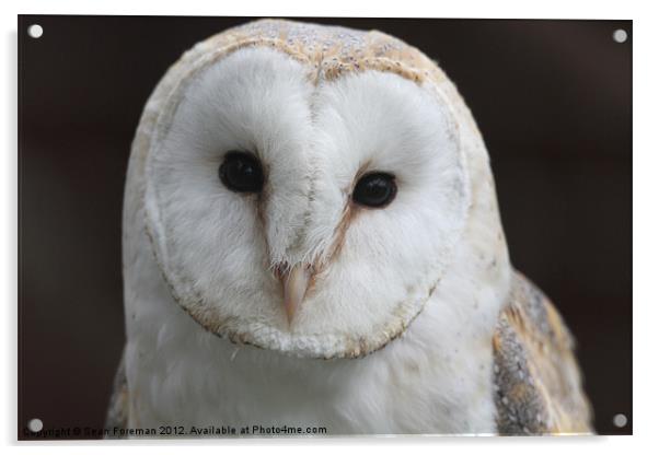 Barn Owl Tyto alba Acrylic by Sean Foreman