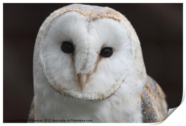 Barn Owl Tyto alba Print by Sean Foreman