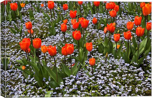 Orange Tulips with Blue Forget-Me-Nots Canvas Print by Louise Heusinkveld