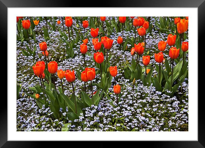 Orange Tulips with Blue Forget-Me-Nots Framed Mounted Print by Louise Heusinkveld