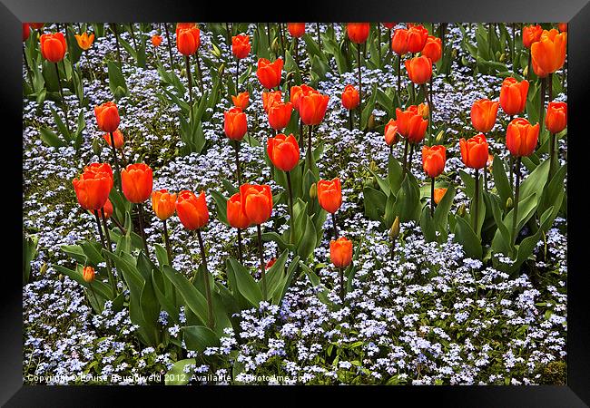 Orange Tulips with Blue Forget-Me-Nots Framed Print by Louise Heusinkveld