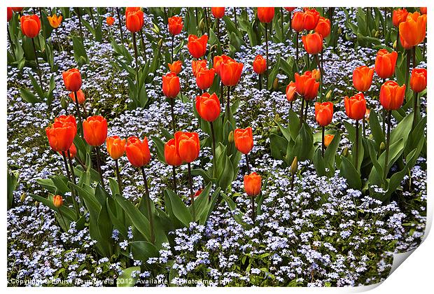 Orange Tulips with Blue Forget-Me-Nots Print by Louise Heusinkveld