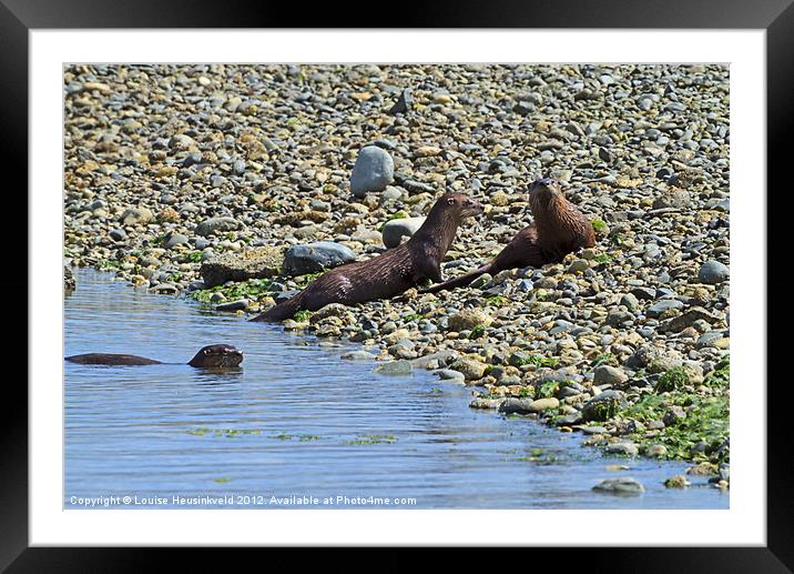 North American river otters Framed Mounted Print by Louise Heusinkveld