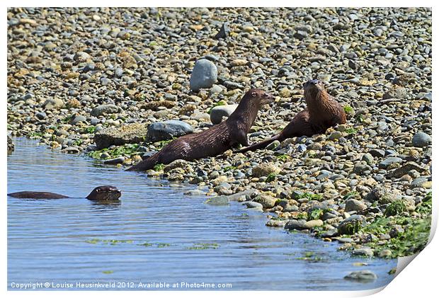 North American river otters Print by Louise Heusinkveld